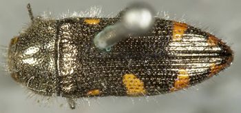 Media type: image;   Entomology 24407 Aspect: habitus dorsal view